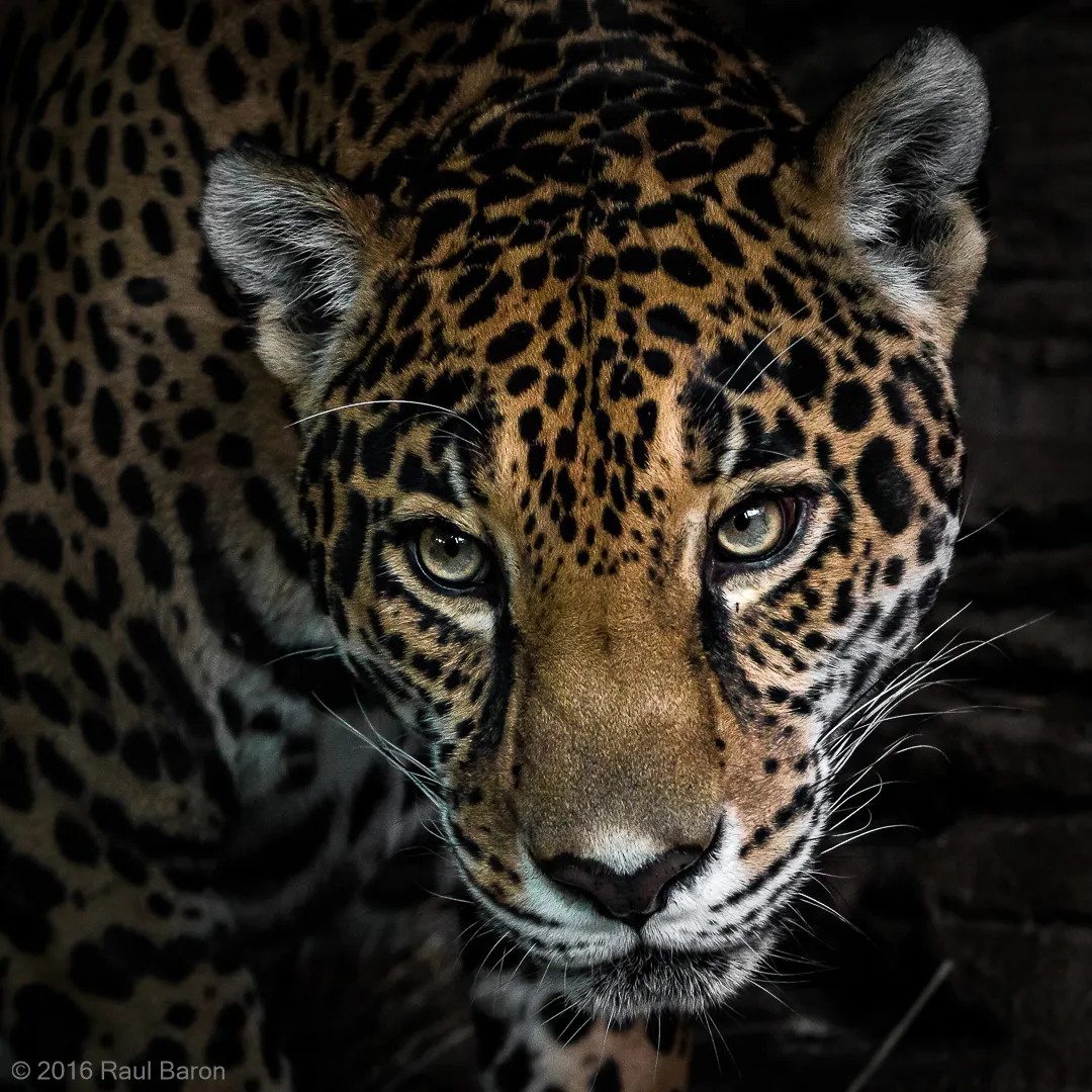 A photograph titled Nayla