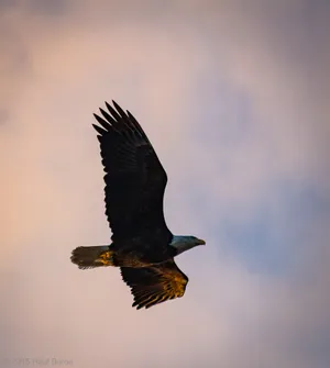 A photograph titled Bald Eagle