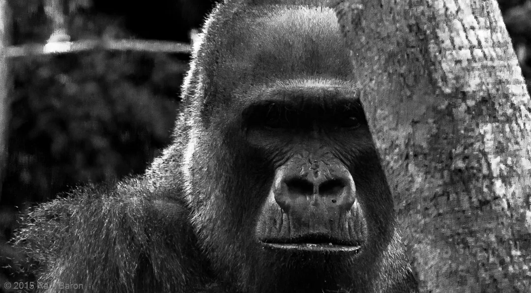 A photograph titled Gorilla