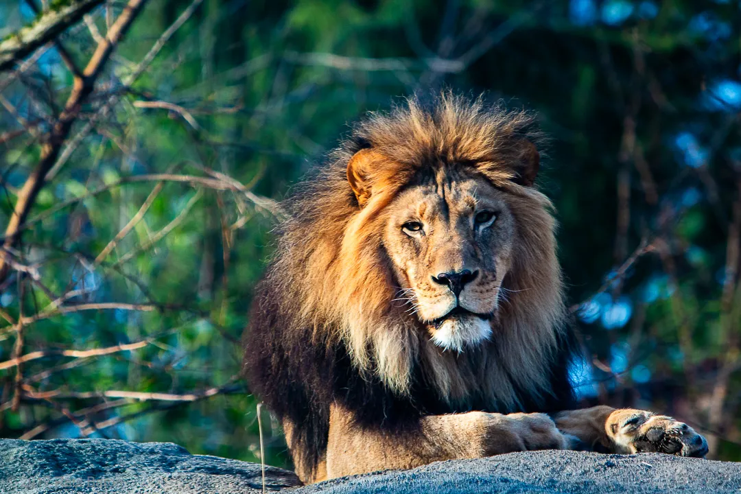 A photograph titled Lion