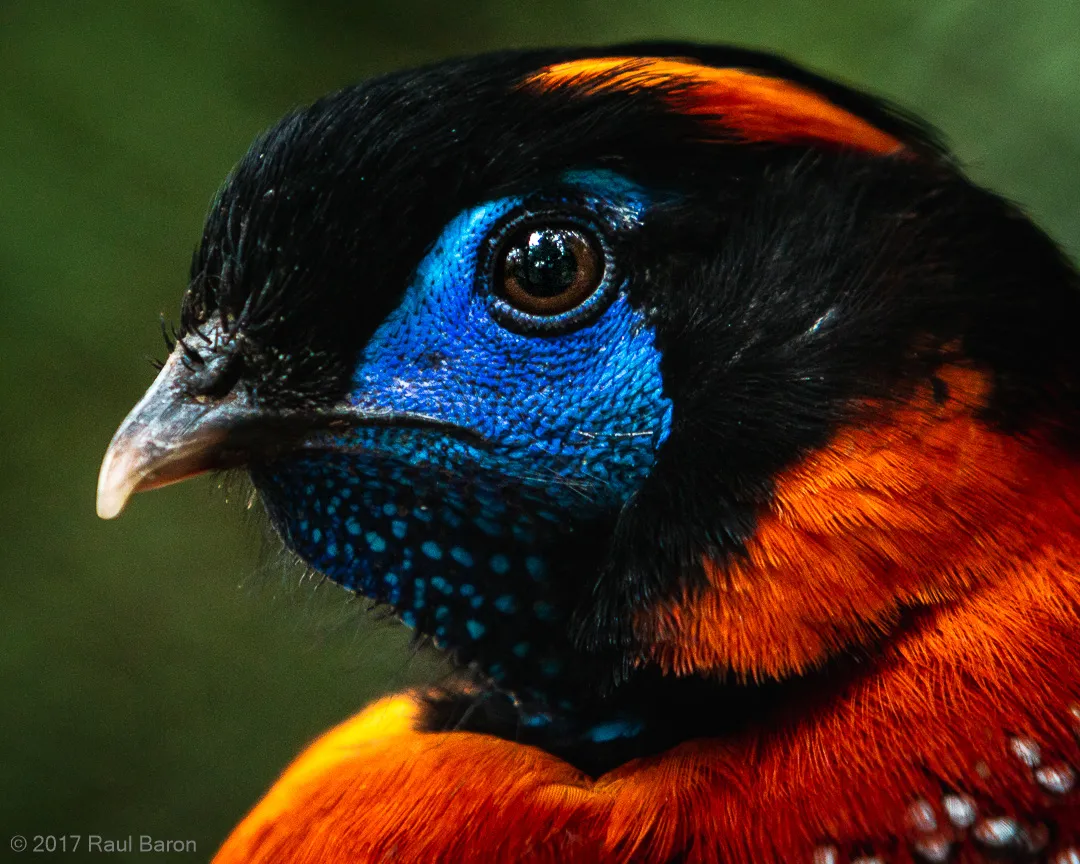A photograph titled Temminck's Tragopan
