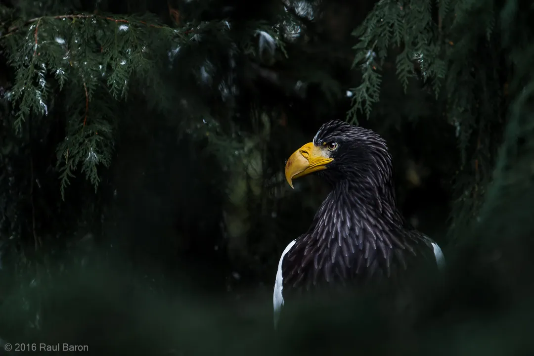 A photograph titled Sea Eagle